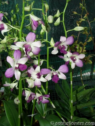 Dendrobium Aridang Blue